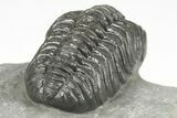 Adrisiops Weugi Trilobite - Recently Described Phacopid #204488-5
